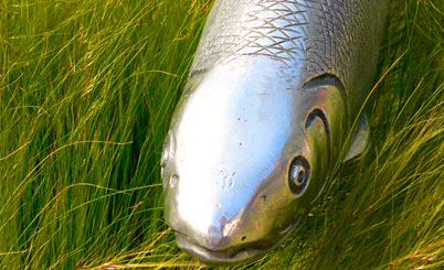 卡密平台稳定的手机号测压在线